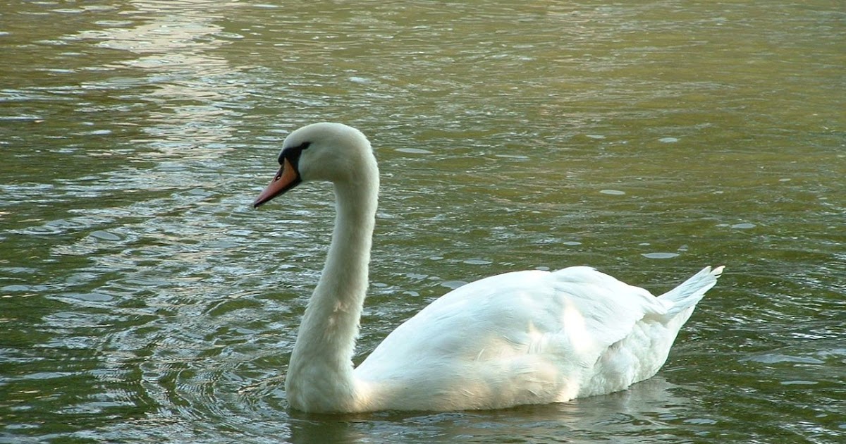 QUIROGA, HORACIO: EL CANTO DEL CISNE - LEER PORQUE SÍ