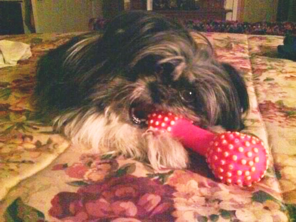 PawHealer® Picture Blog Does Your Dog Have a Honking Cough? Try