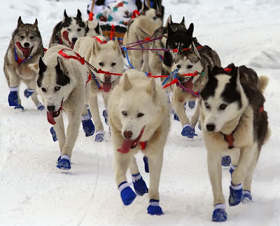 Iditarod Alaska