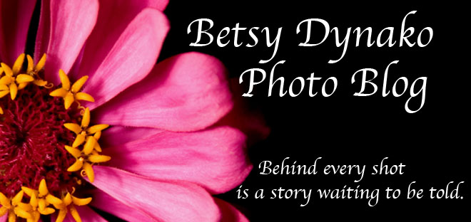 Betsy Dynako                     Photo Blog