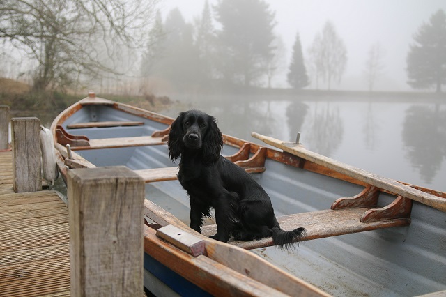A Dog Friendly Guide to The Cotswolds