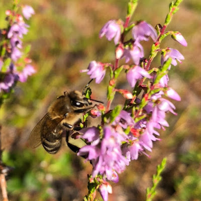 Bien sanker nektar fra røsslyng  Foto: Heier Du Rietz