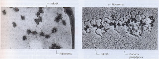 Resultado de imagen de ribosomas  imagen electronico