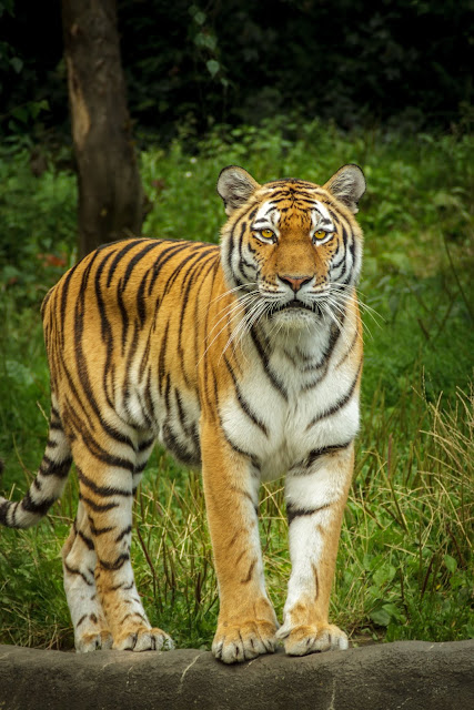 animals photos animals photos