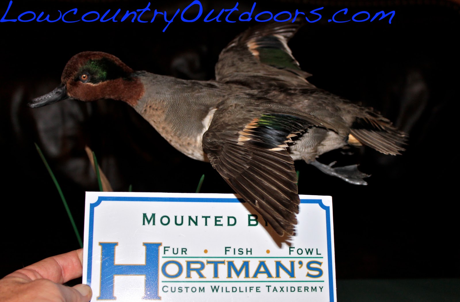 Lowcountry outdoors Hortman Taxidermy waterfowl specialist