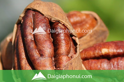 Hạt Hồ Đào - Pecan Nuts - Dai Gia Pho Nui