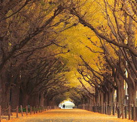 amazing-tree-tunnels-10-750x1125