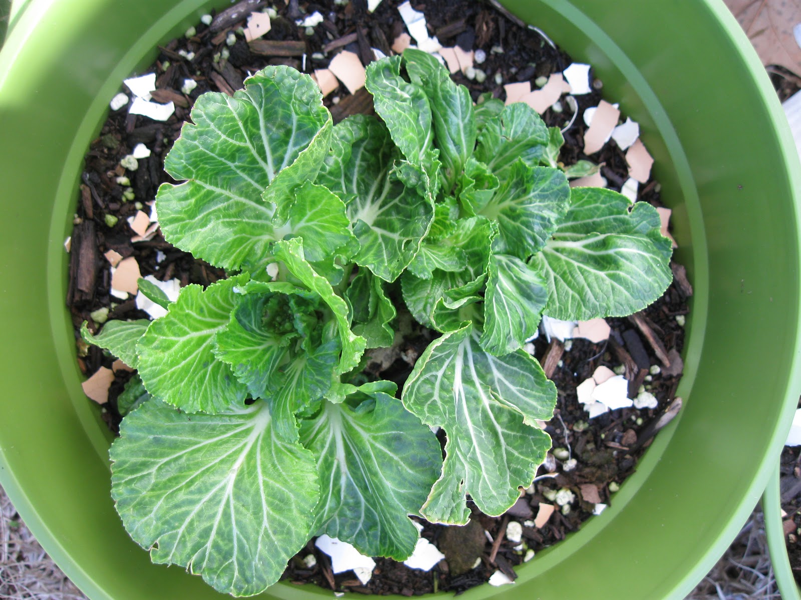 Kentucky Fried Garden Eggshells Keep Slugs and Snails from Eating