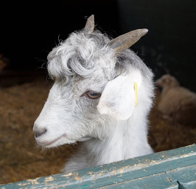 Naturgenuss pur: Der Tierpark Arche Warder. Viele seltene Schaf- und Ziegenarten leben in der Arche Warder. Naturgenuss pur: Der Tierpark Arche Warder. Viele seltene Schaf- und Ziegenarten leben in der Arche Warder.