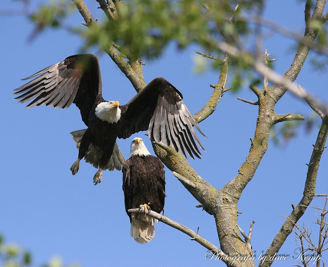BARRY the BIRDER: Bald Eagles in British Columbia