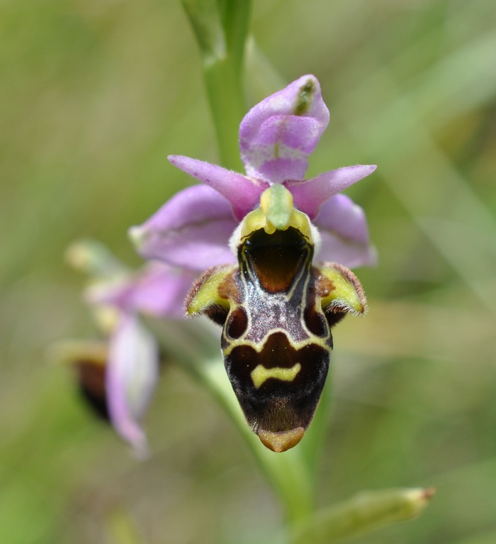 Ophrys scolopax européenne Ophrys scolopax européenne