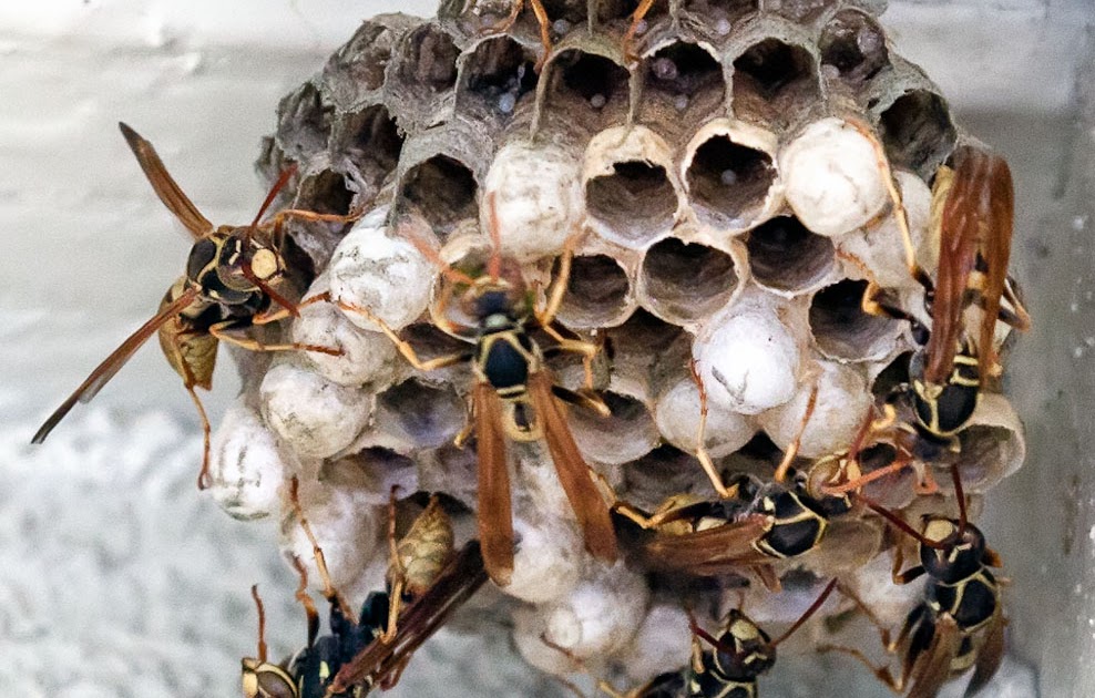 Wasp Nest