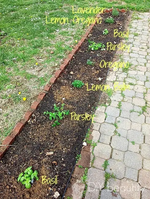 Planting an Herb Bed www.diybeautify.com