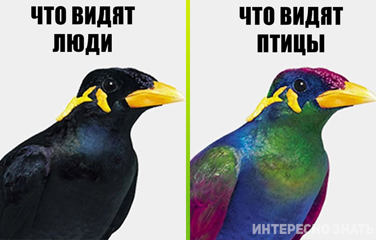 птицы видят в темноте