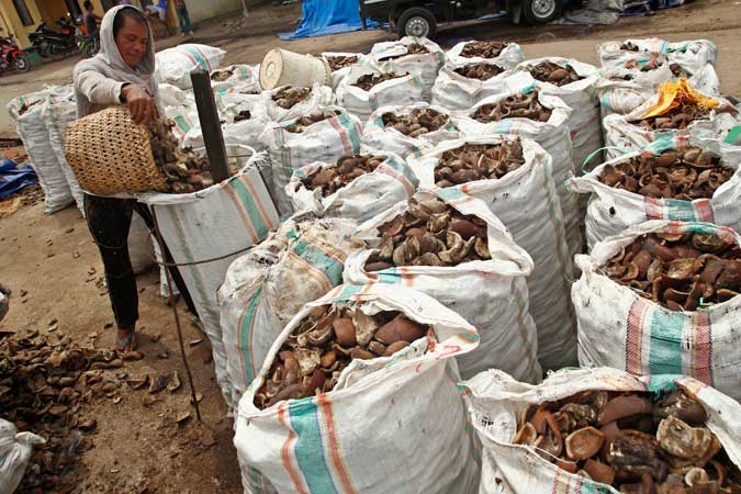 Harga Hasil Perkebunan Maluku Di Ambon Bertahan Ambon, Malukupost.com - Harga berbagai jenis hasil perkebunan di Maluku yakni cengkih, pala, fuli (kulit pembungkus biji pala), coklat dan kopra yang ditawarkan para pembeli di Kota Ambon masih tetap bertahan. Pada lokasi transaksi berbagai berbagai hasil komoditas ekspor andalan Maluku di Jl Setia Budi, kawasan Rijoly, Kelurahan Batugajah, Senin (26/3), para pembeli menawarkan harga yang masih bertahan.