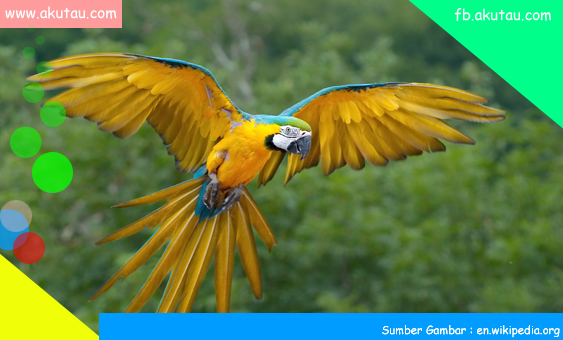 Burung Kakat Tua Bisa Bicara Aku Tau