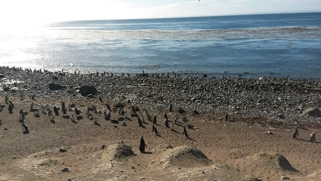 pinguini-stretto-di-magellano