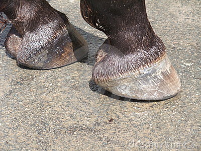 Horse Care: Hooves and Shoes