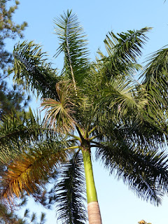 Palmiers et plantes ressemblantes du Panama Palmiers et plantes ressemblantes du Panama