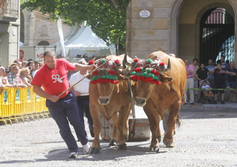 PEÑA TAURINA GIJONA PRUEBA DE BUEYES