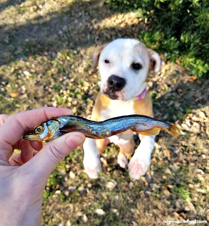 5 Reasons To Feed Your Dog Icelandic Fish Dog Treats Pawsitively Pets 5-reasons-to-feed-your-dog-icelandic-fish-dog-treats-pawsitively-pets