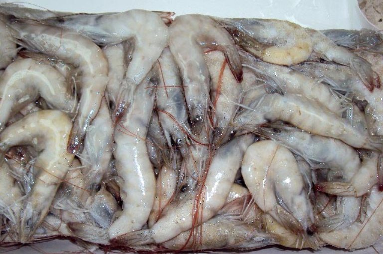 Vannamei Shrimp Price How to Get Vannamei White Shrimps Manufacturer, Vannamei Shrimps