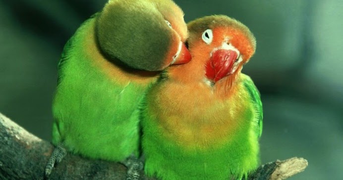 Ciri-Ciri Jantan Dan Betina Burung Lovebird Beserta Gambar