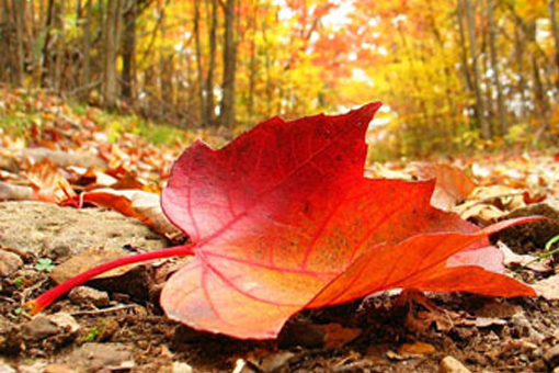 El Otoño y sus colores en la decoración.