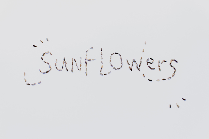 sunflower seeds flatlay sunflower seeds