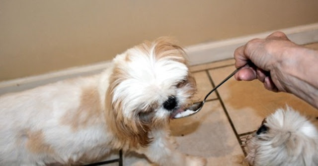 12 motivos para acrescentar óleo de cocô na saúde do seu SHIH TZU