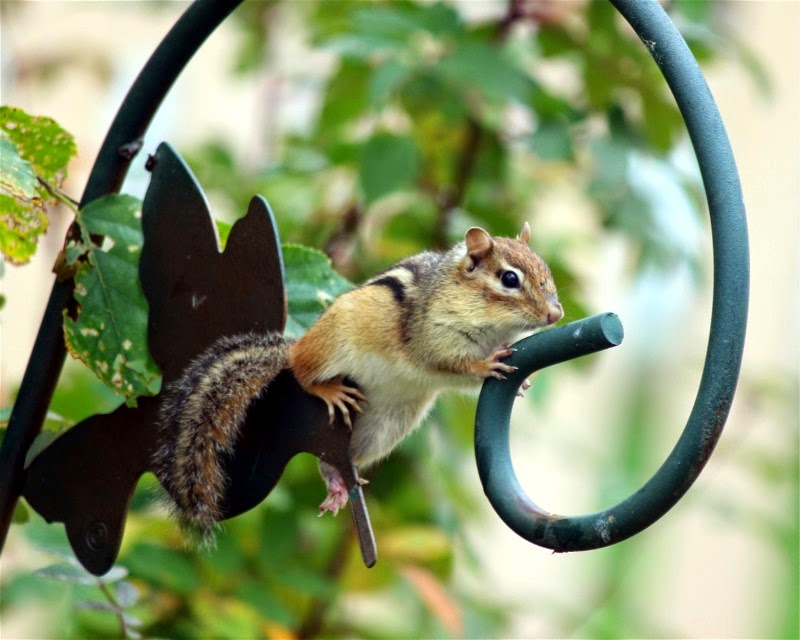 nature tales and camera trails Chipmunk... Just Sitting Around