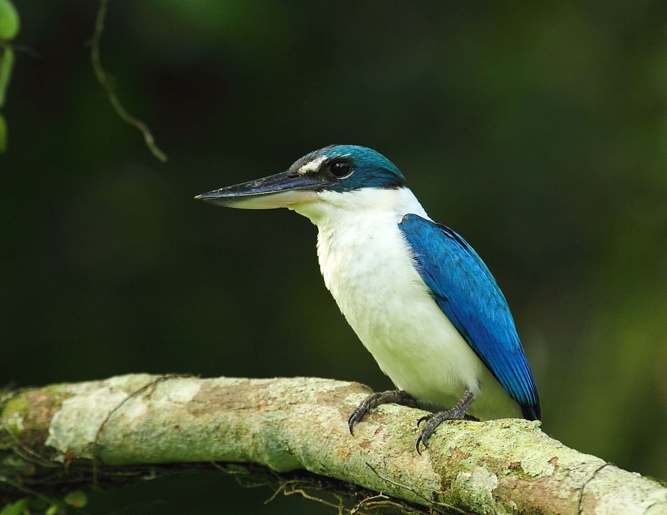 Passion Of Photography Birds at Singapore Botanic Gardens
