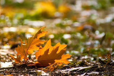 Toamna-Autumn-Herbst-Otoño-Toamna-Φθινόπωρο-Ősz