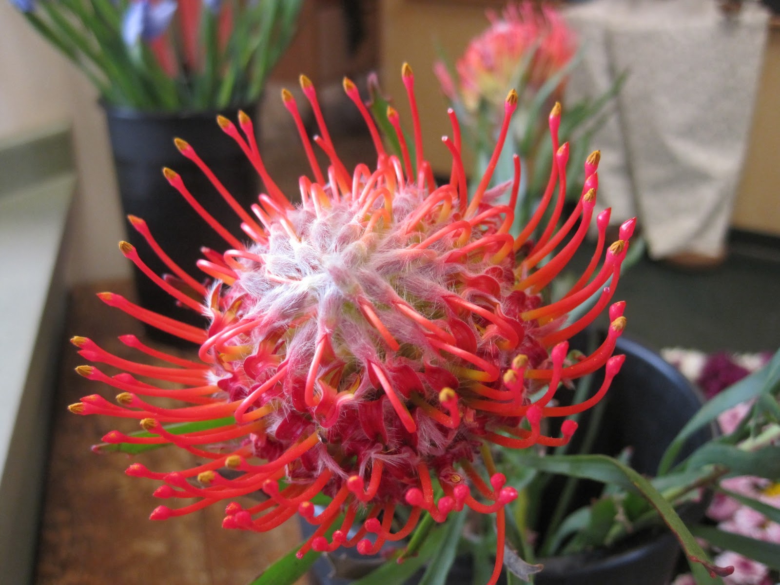 Plants, Flowers and Such: Dr. Seuss Day is Today!