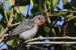 birds fly bird tyto tony eventually feathers won gotta