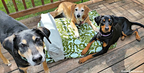 One #MollyMutt bed = Three Happy Dogs! #dogbed #abedoftheirown #rescuedogs #adoptdontshop #HappyDogs #LapdogCreations ©LapdogCreations