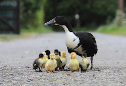 Burung Dodo Burung Bodoh Yang Punah Ely Setiawan