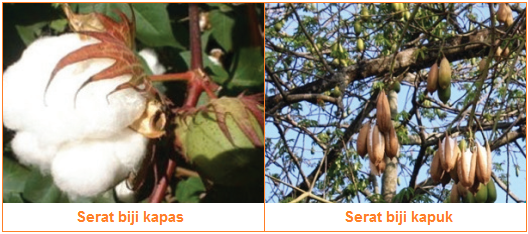 Jenis Materi Serat Dan Karakteristik Serta Pola Materi Serat Serat Dari Biji Batang Daun Buah Stapel