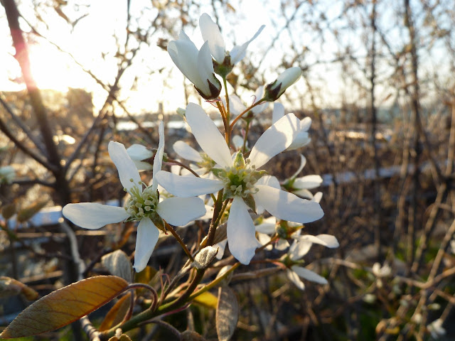 Amelanchier blossoms at the High Line park, New York City