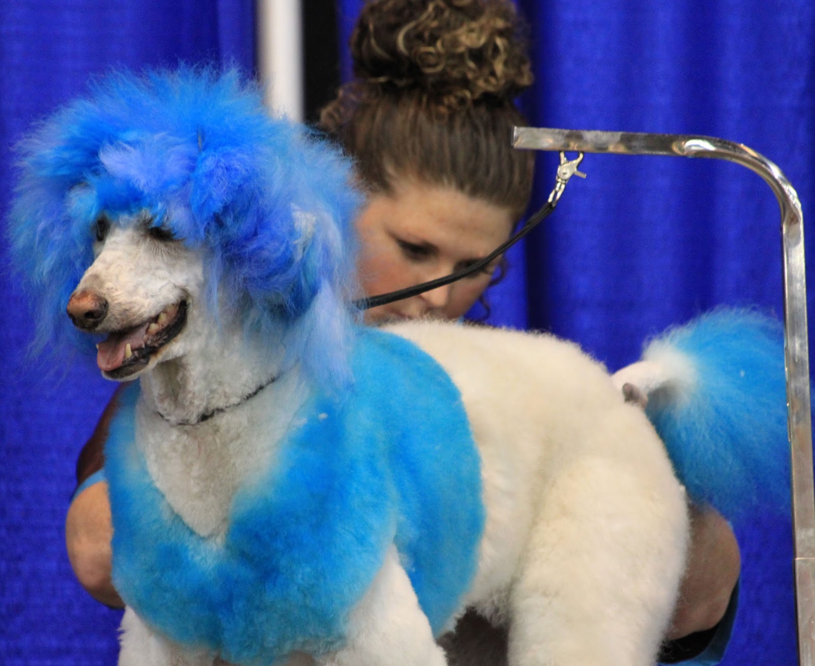 Pet Grooming The Good, The Bad, & The Furry Creative Grooming Hershey 2015