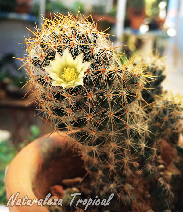 Vista del cactus florecido Mammillaria prolifera