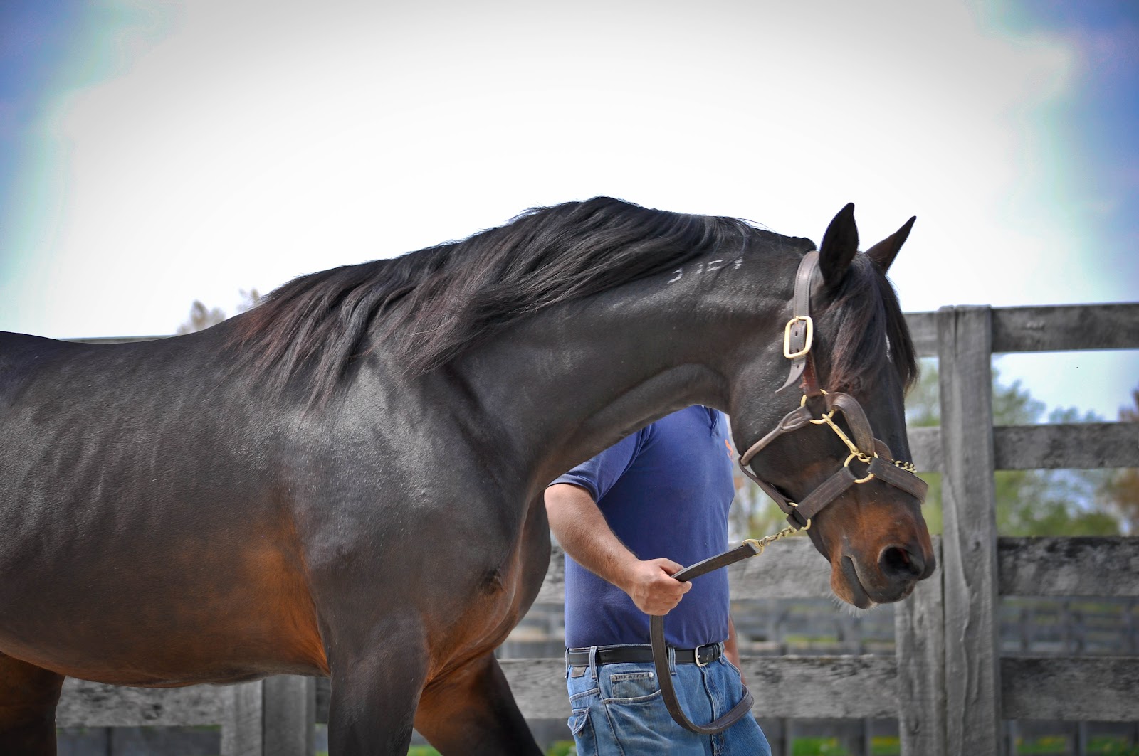 . Sarafina Photography Standardbred Horses at Hanover Shoe Farms