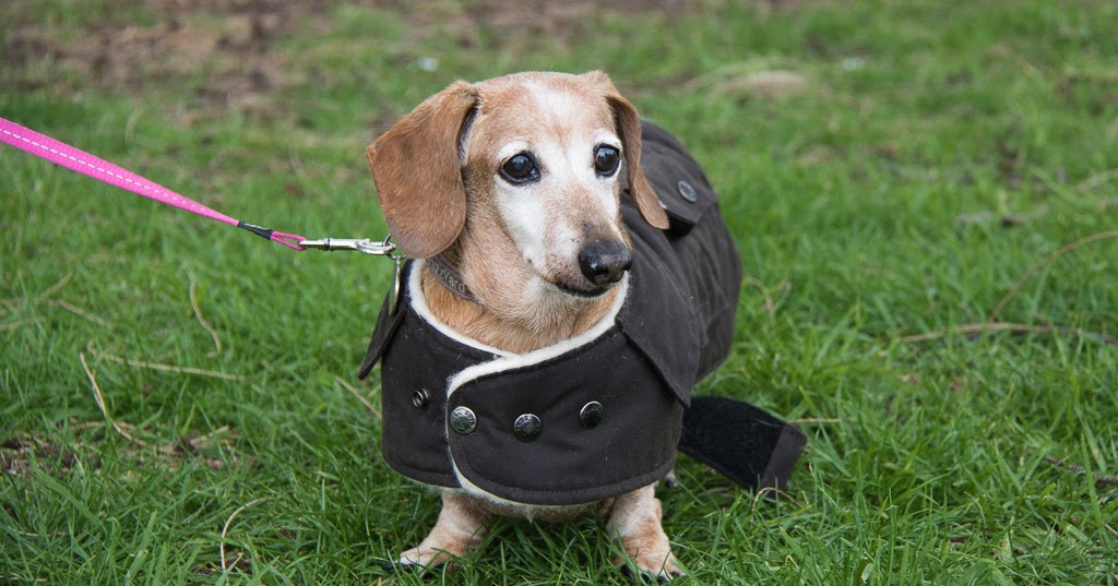 Long Dogs WA Mandurah July 2016