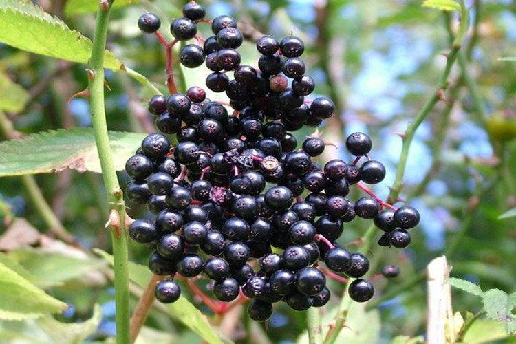 Plantas medicinales El Sauco y sus propiedades