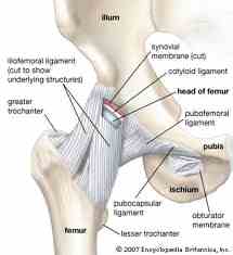 unguente pentru recenzii de artroză a genunchiului început artroza tratamentului mâinilor