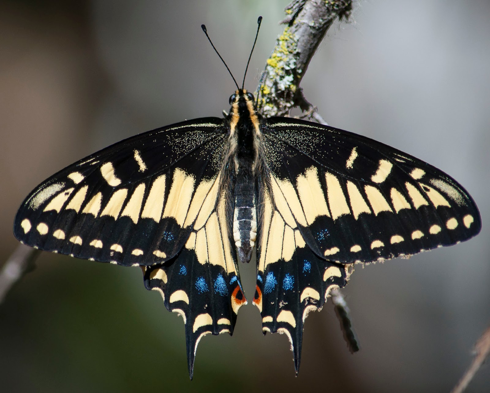 Anise Swallowtail ~ Rocklin Wildlife