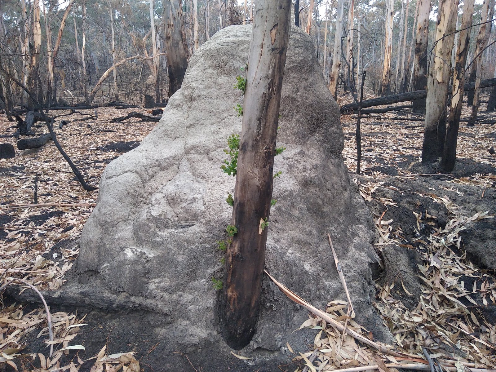 Heartwarming Pictures Of Plants Regrowing In Australia In Regions Devastated By The Blaze