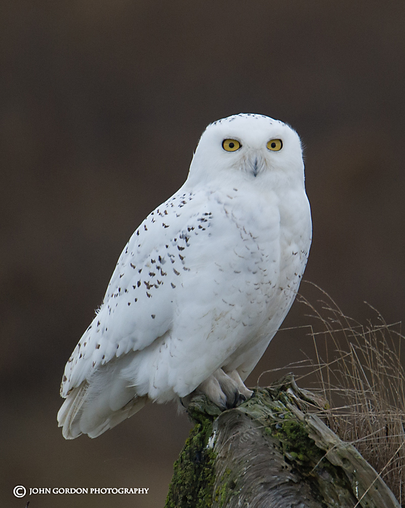 John Gordon/Listening to Birds: Snowy Owls (On Their Terms)