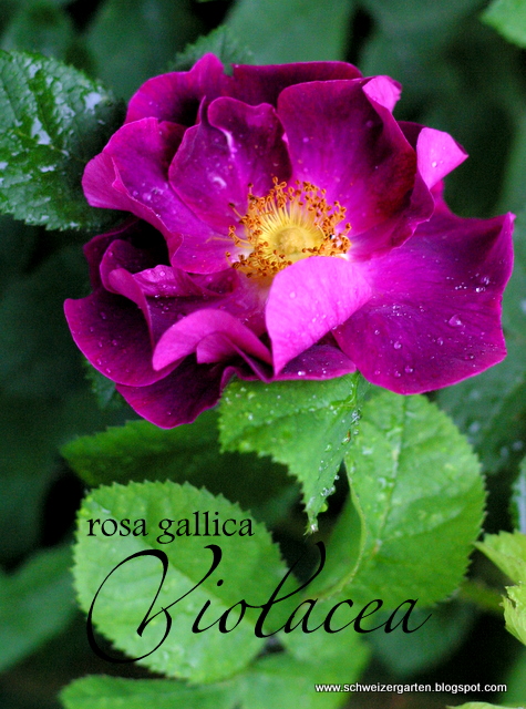 Rosenduft Teil 2