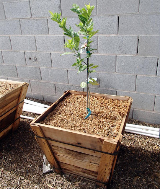 Viragrow Delivers! Soil Volume Needed for ContainerGrown Myers Lemon